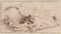 K 127a
<br/>
Schedel van een hond (?)
<br/>
<em>Franco, Giovanni Battista (1498/1515-1561/1580) - omgeving van</em>